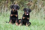 BEAUCERON - PUPPIES 170